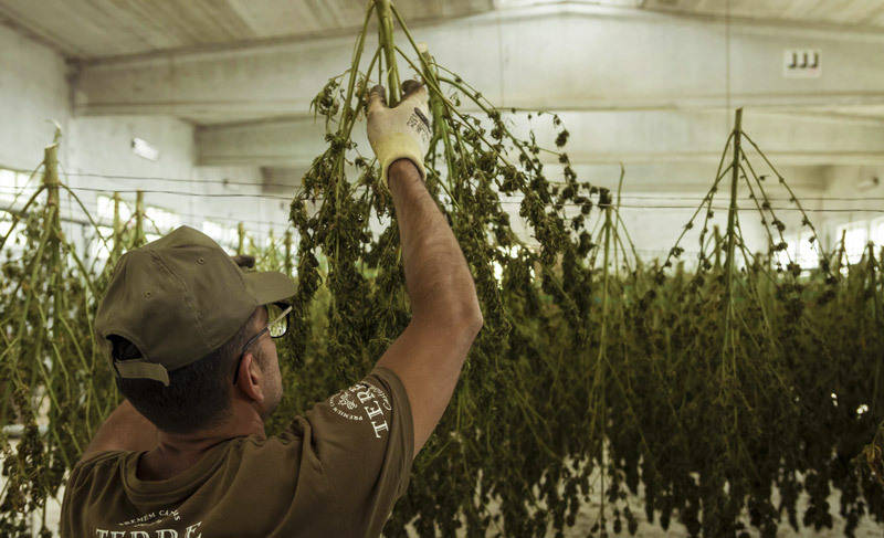 drying cannabis plants for processing into cbd oil