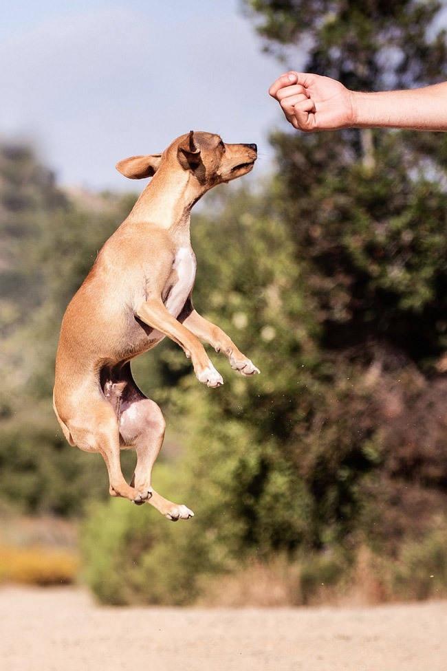 cbd treats for dogs medical cannabis can help with health