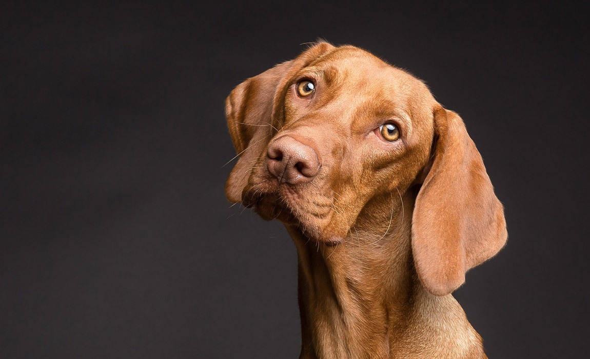 Advice for how to choose the best CBD treats for your dog.