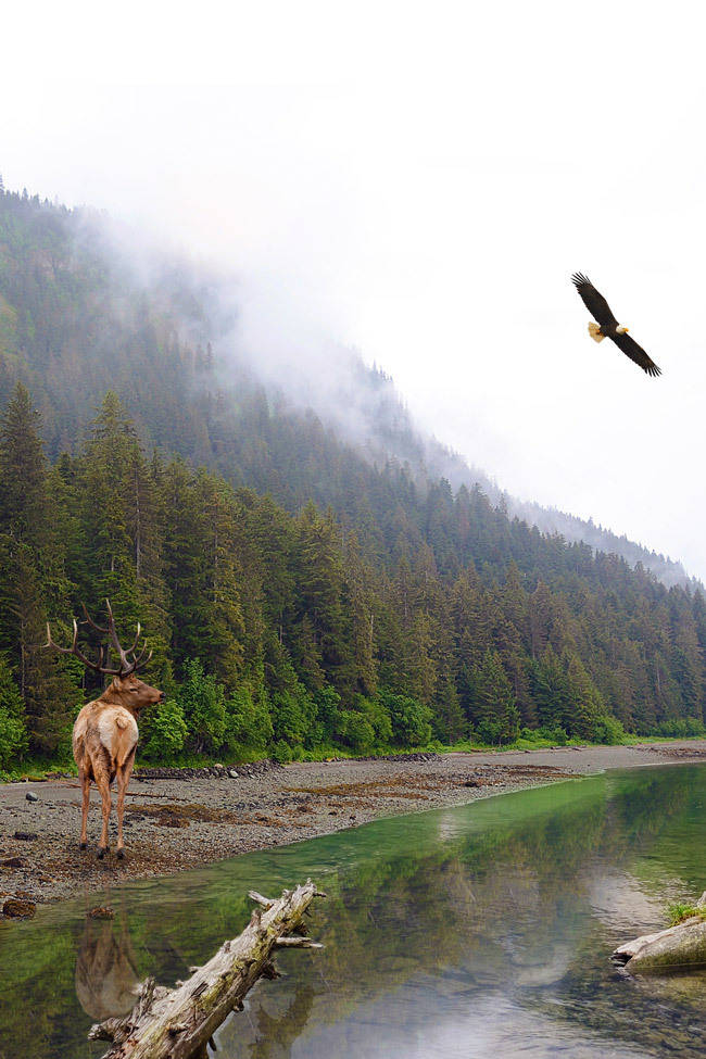 elk hunting in alaska
