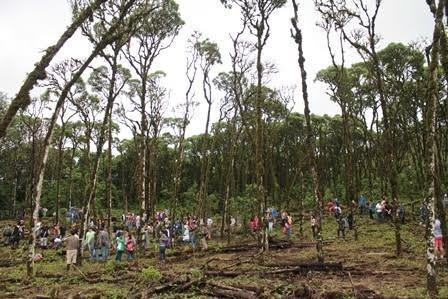 reforestation