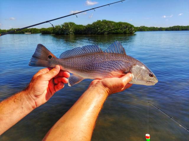Fishing in Charlotte Harbor and Punta Gorda Florida