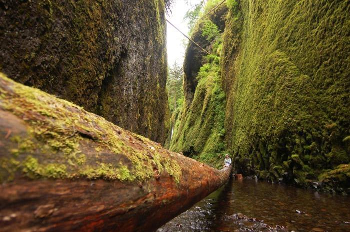 chase guttman river log