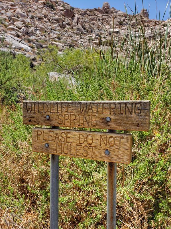 oasis watering hole