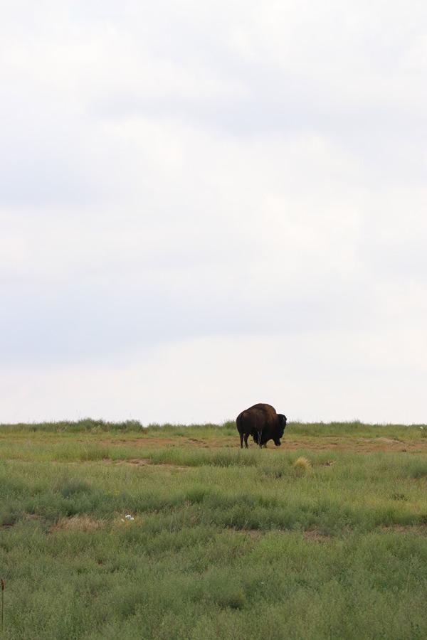 rocky mountain arsenal national wildlife refuge in denver colorado