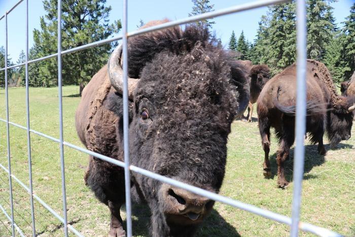 buffalo ranch