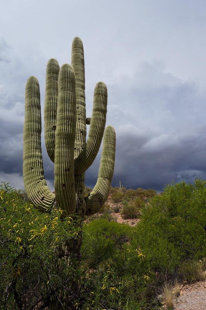 arizona saguaro cactus