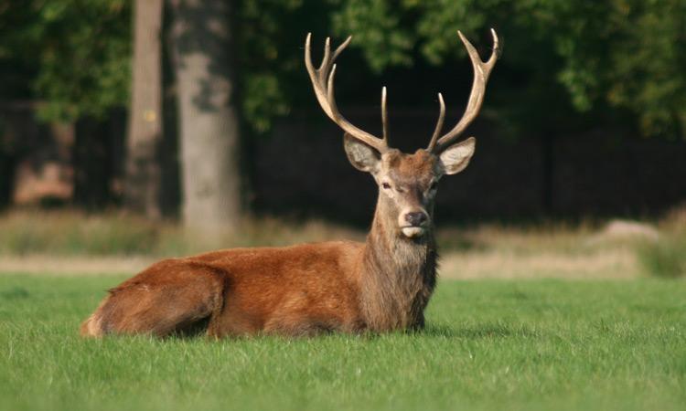 Deer Hunting Tips For Beginners Who Are Looking to Learn How To Hunt