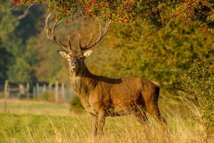 red stag deer hunting tips for beginners