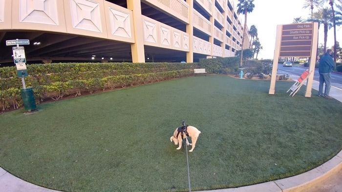 dog potty area
