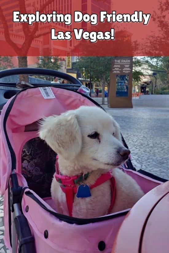 exploring dog friendly las vegas