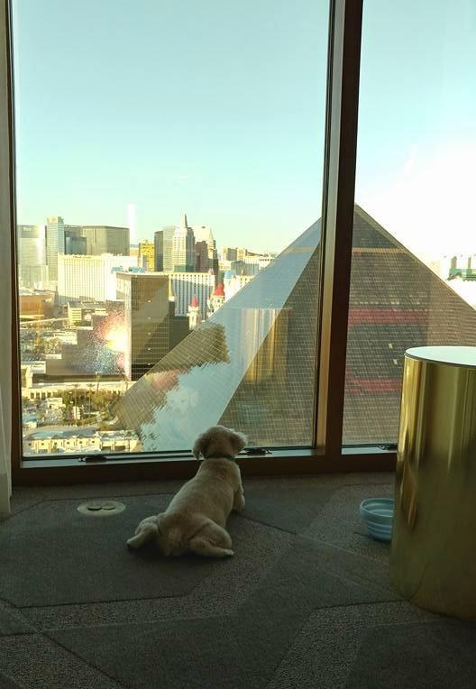 Dog-Friendly Hotels in Las Vegas