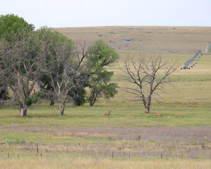 wildlife drive at arsenal in denver colorado