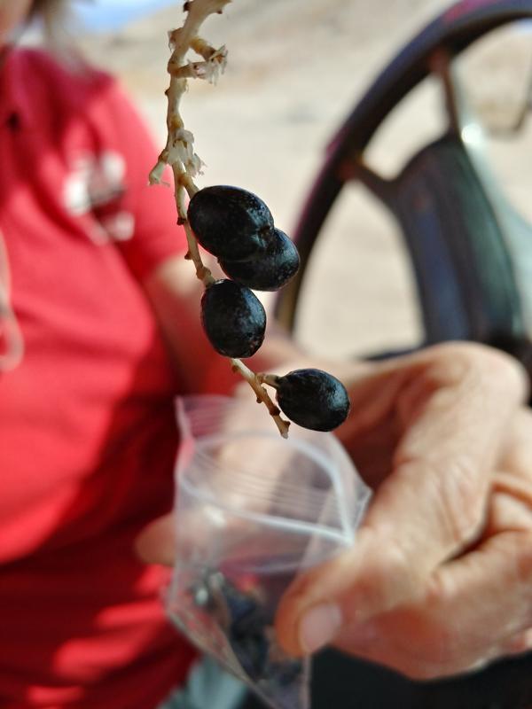 palm berries
