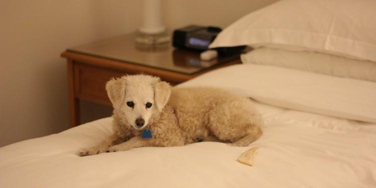niki bed