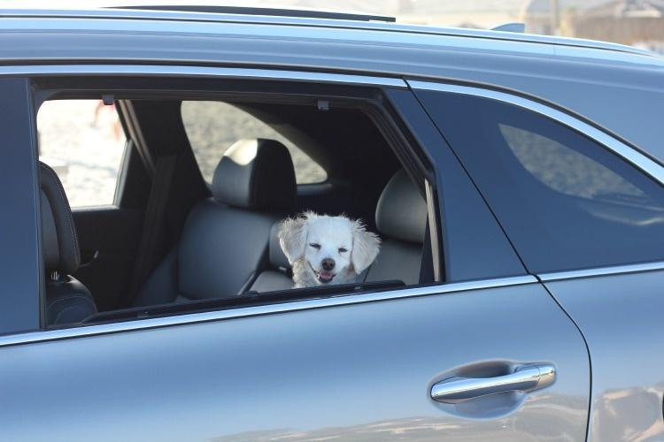 Road Trip Tips for Traveling With Your Dog This Summer