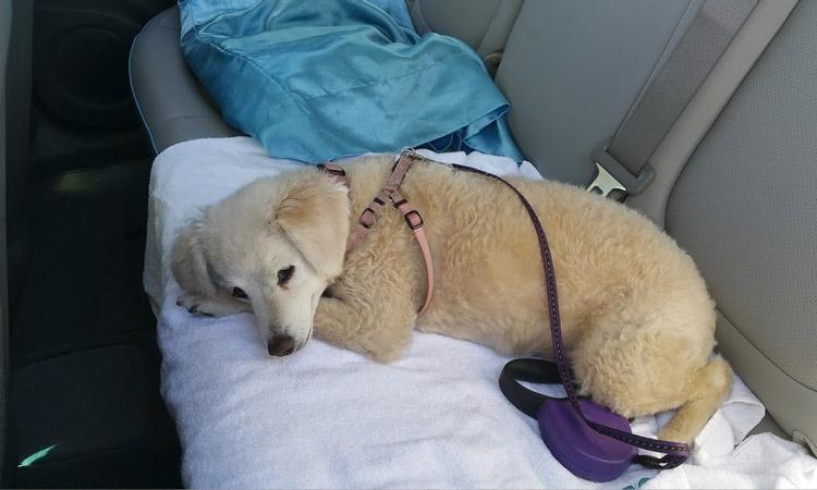 Keepign Your Dog Happy and Healthy While Traveling