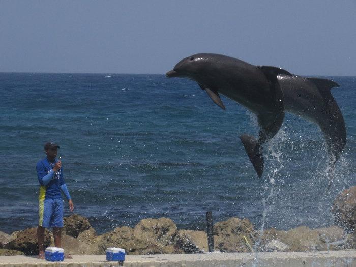 dolphins-jumping