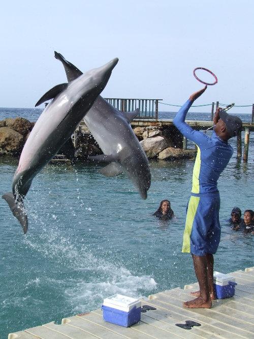 dolphins-rings