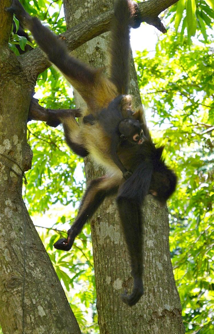 Monkeys at Puerto Barillas in El Salvador