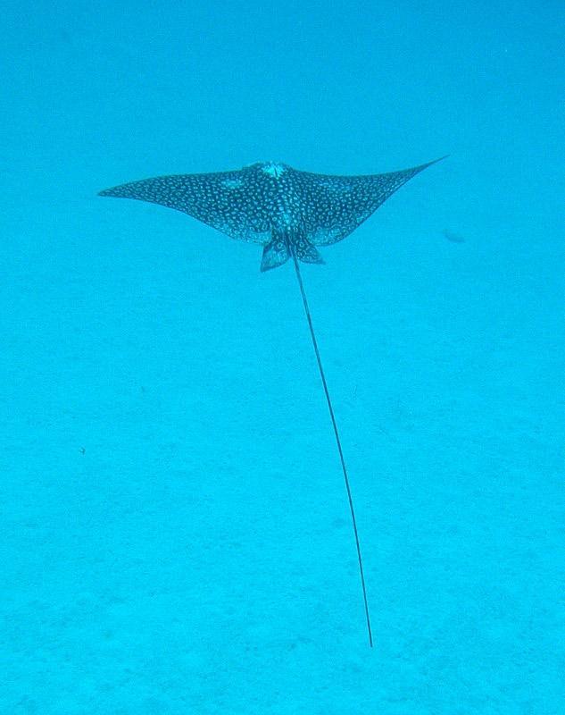ray swimming under water in bonaire
