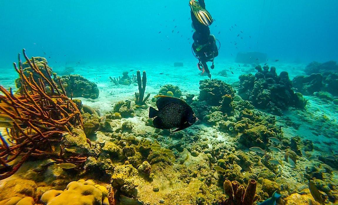 underwater adventures in bonaire