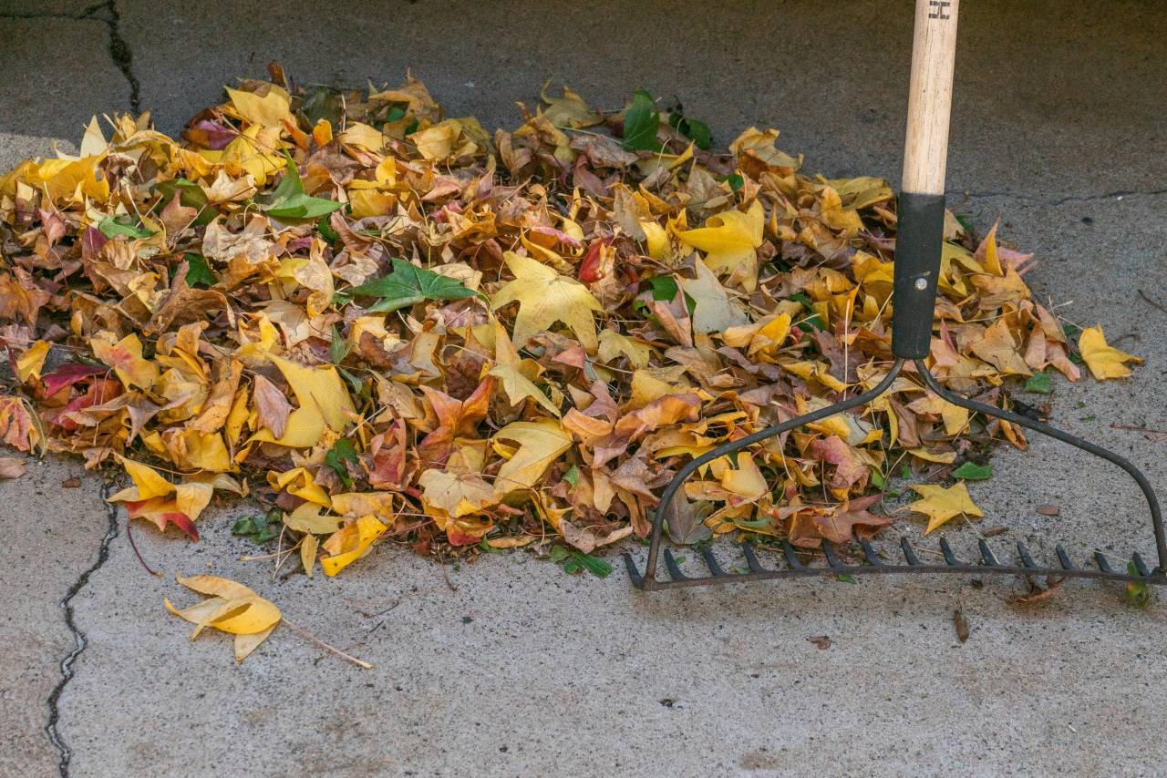 Fall Yard Preparation Strategies 