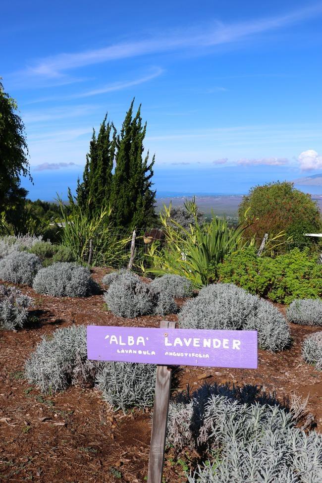 alii kula lavener farm maui
