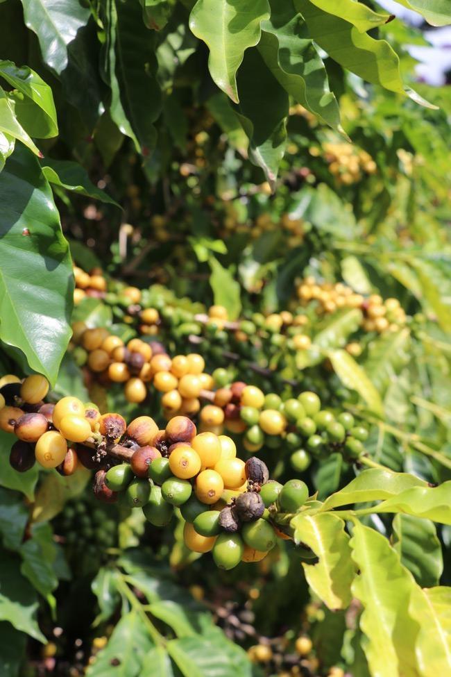 coffee plantation cherries ripening at kauai coffee
