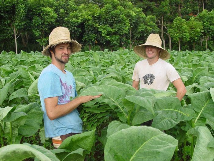 kauai cigar company tobacco field