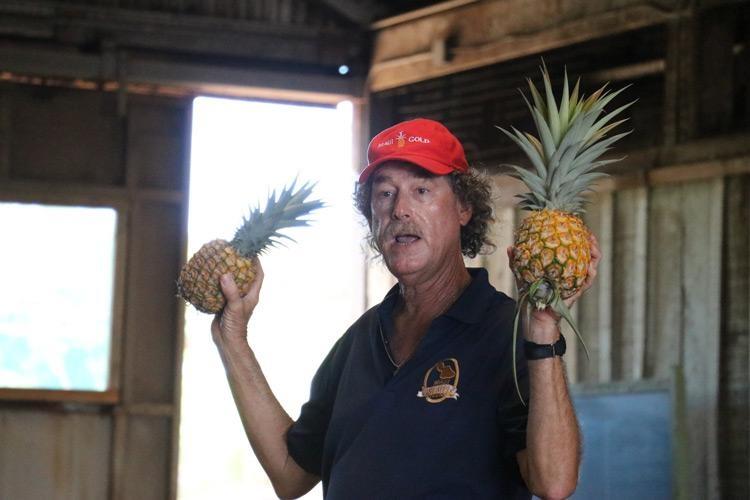 maui gold pineapple tour maui