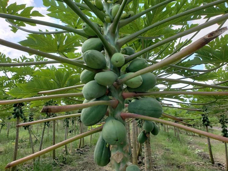 papaya farm on hawaii big island