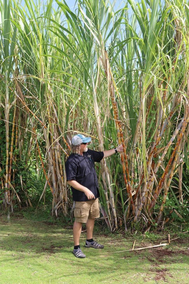 sugar cane field tour ocean vodka maui