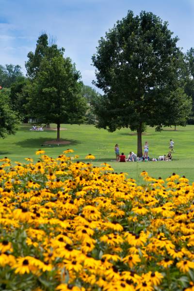 atlanta piedmont park black eye susans