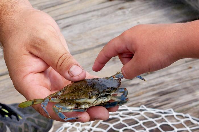 crabbing chesapeake bay
