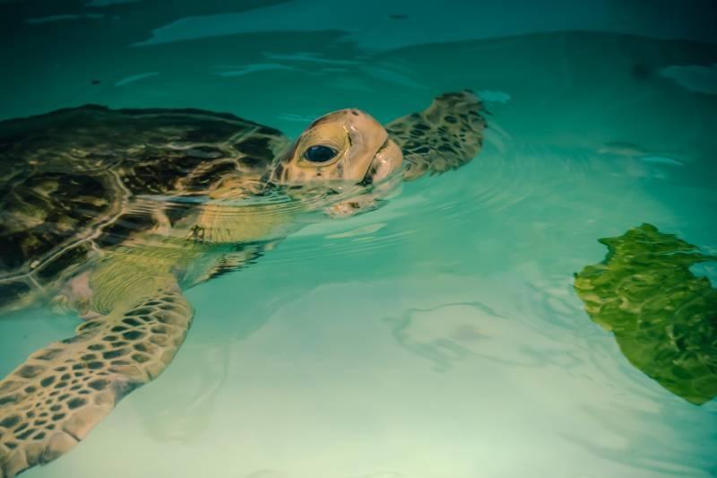 marathon turtle hospital