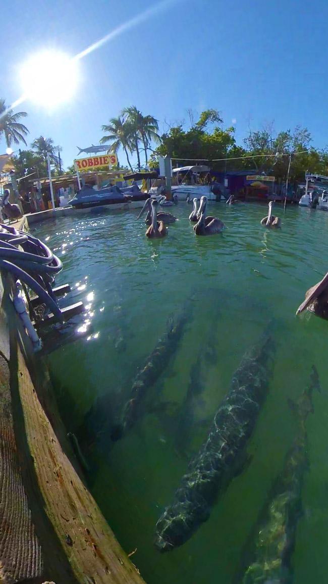 feeding the tarpon at robbies islamorada florida keys