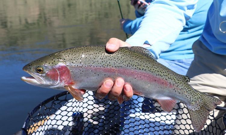 rainbow trout fly fishing in montana