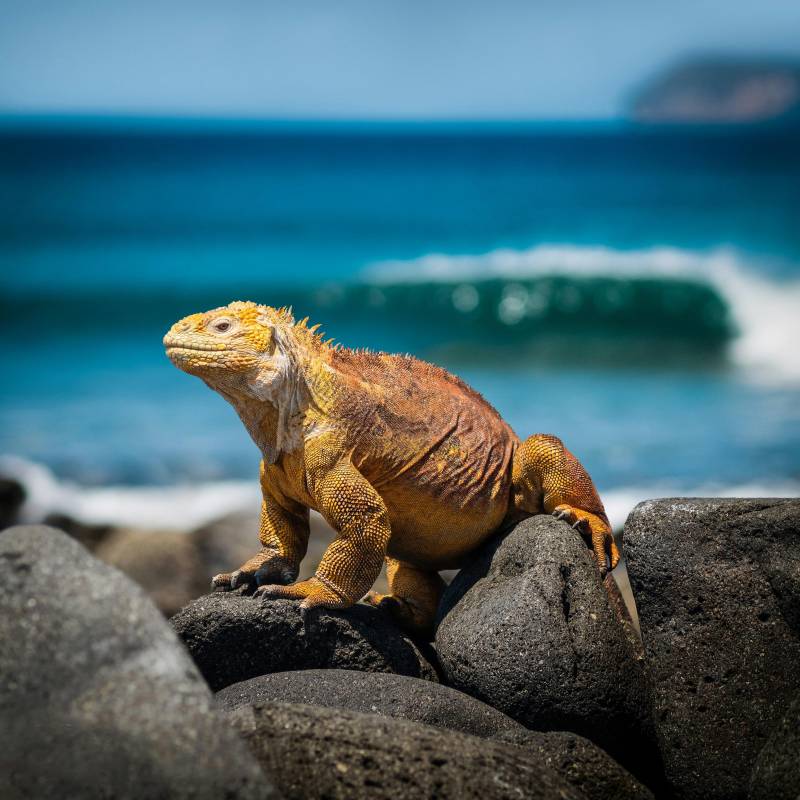galapagos marine iguana