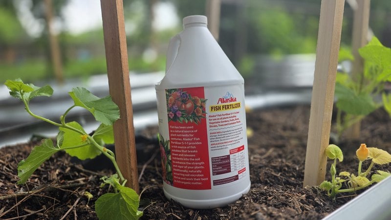 Alaska Fish Fertilizer 5-1-1 gallon jug sitting in a raised bed next to cucumber seedlings
