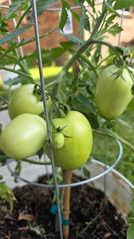Green Roma tomatoes ripening on the vine in a container tomato cage