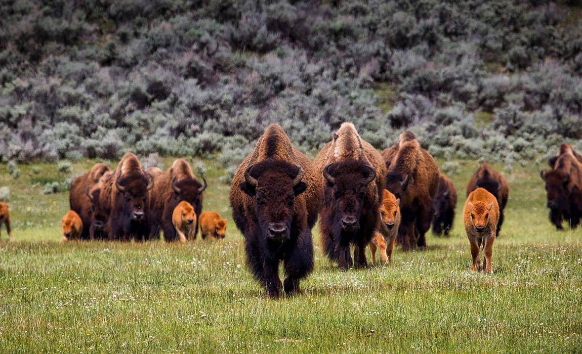 bison roundup south dakota