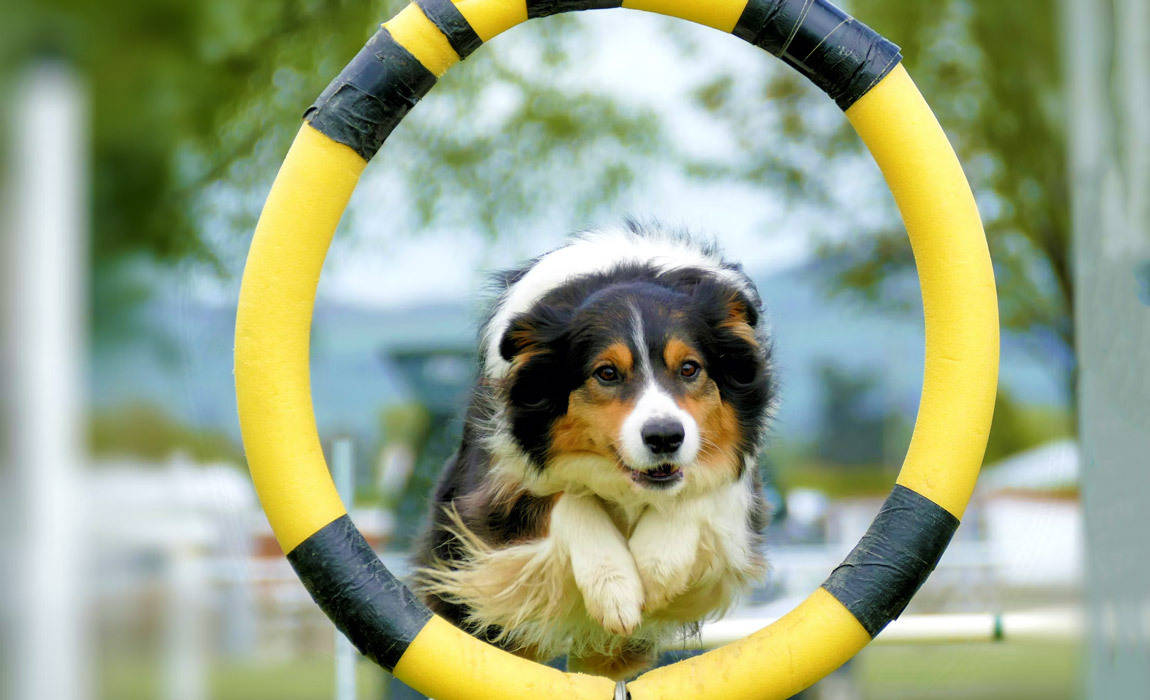 dog training