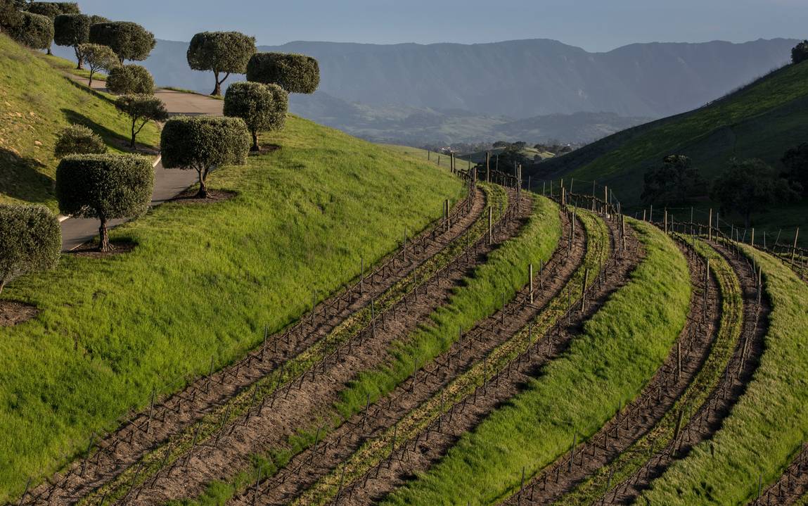 Santa Barbara Vintners in SD