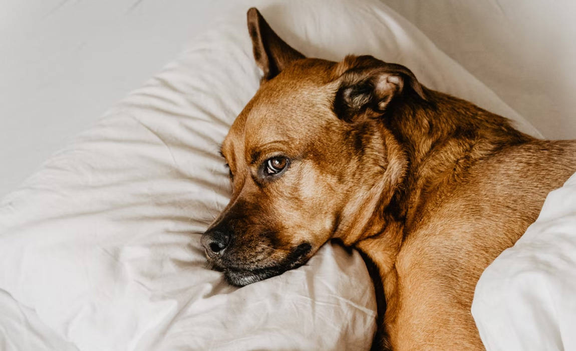 skincare tips for dogs