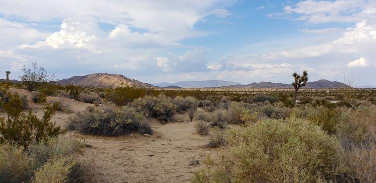 desert scrub brush