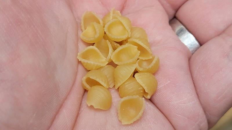 close up shells