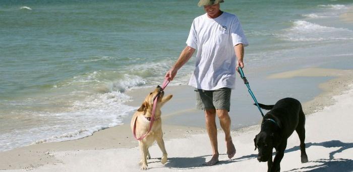 dogs on beach