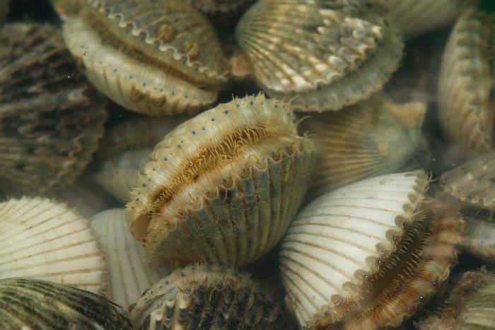 scallops