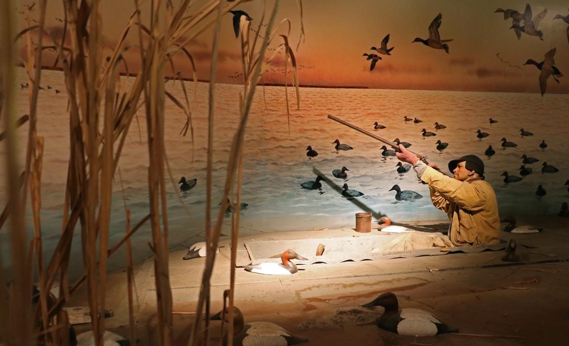 duck hunter at ward museum of wildfowl art